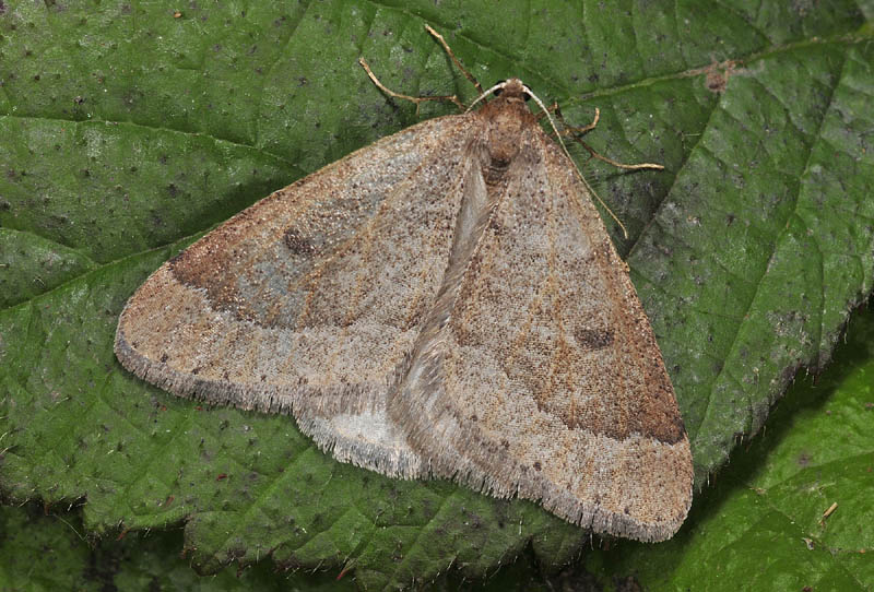 Falene invernali - Theria primaria e Alsophila aescularia